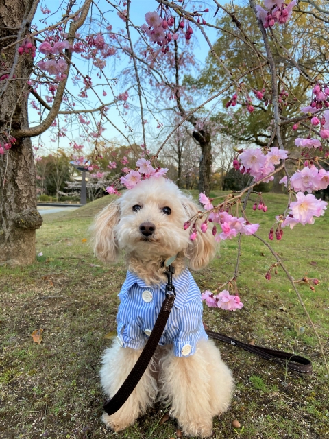 正面からの顔写真の参考例1